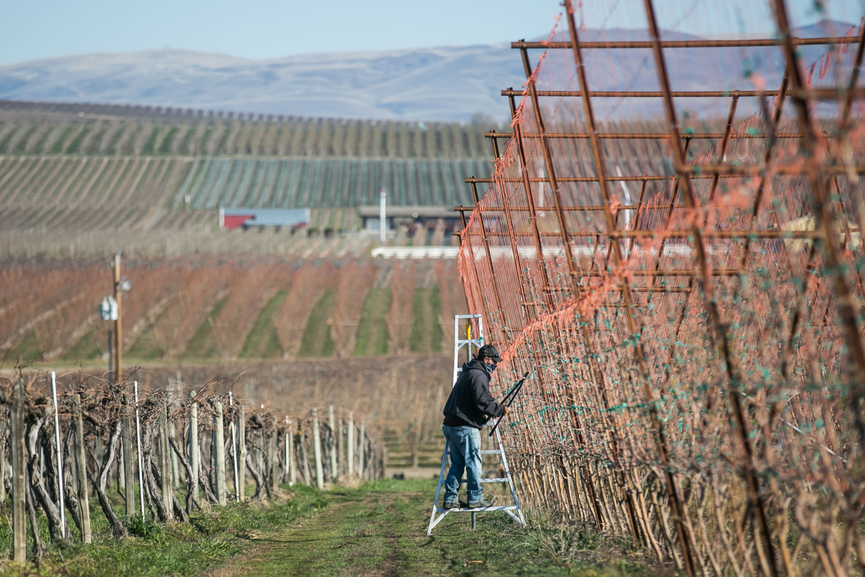 March 26, 2020 | Pre-harvest season